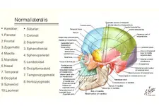 Kafatası Kemikleri Türleri ve Özellikleri